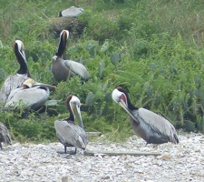 Brown Pelicans